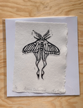 Chinese Luna Moth Print