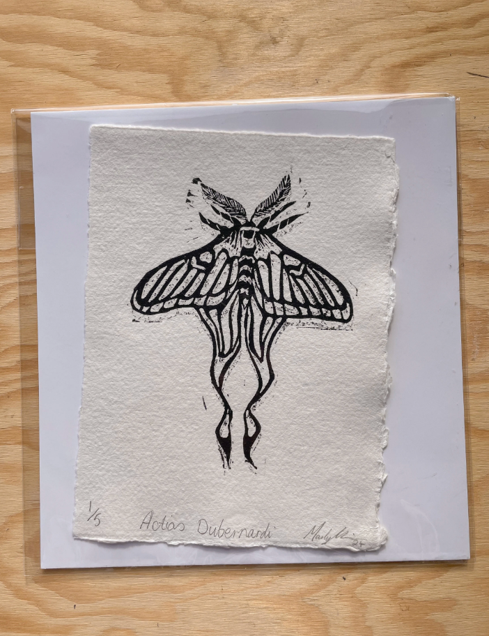 Chinese Luna Moth Print