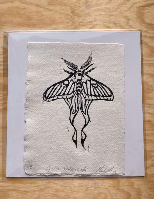 Chinese Luna Moth Print